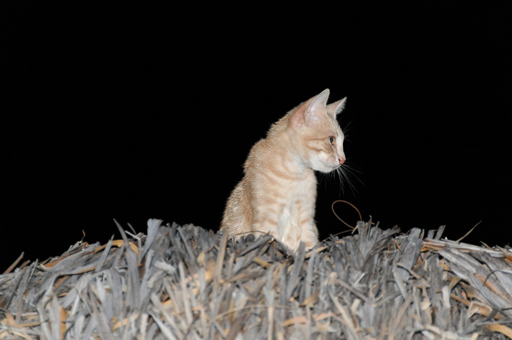 DSC_0314_DxO.jpg