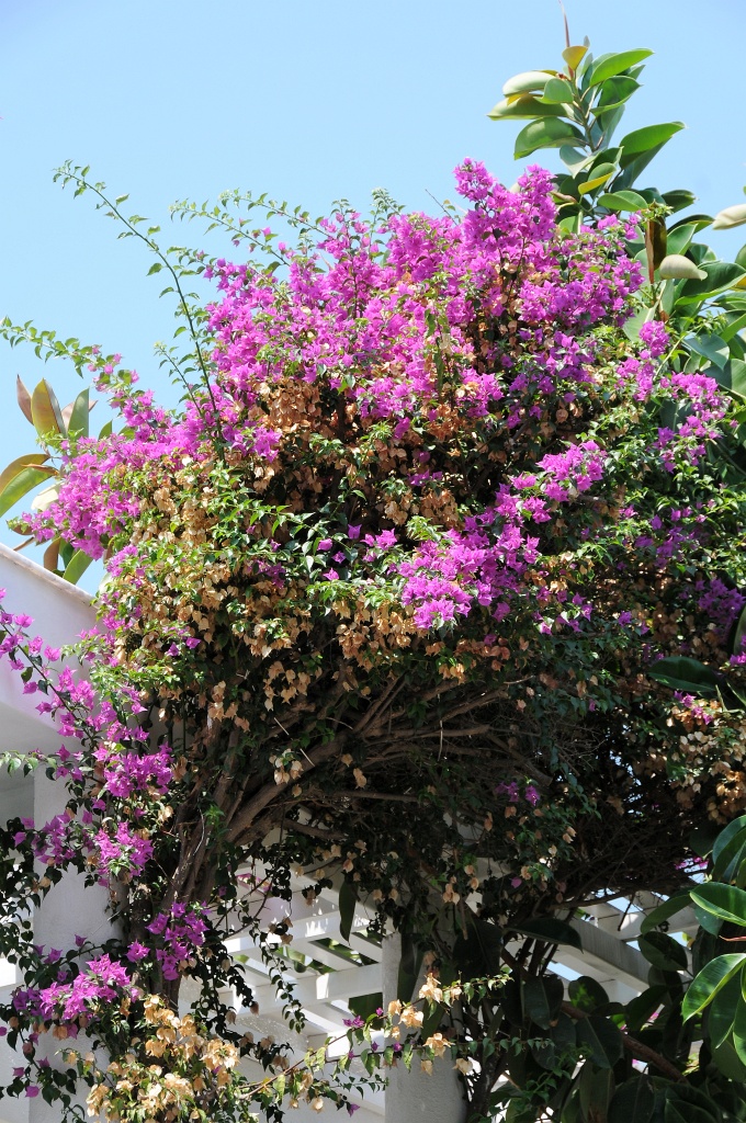 DSC_0599_DxO.jpg